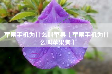 苹果手机为什么叫苹果（苹果手机为什么叫苹果狗）